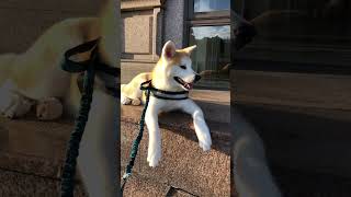 《秋田犬》堅持多曬一下太陽再回家的秋田犬肚毛 | Akita Inu