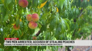 4,000 pounds of peaches stolen from Clemson University orchard