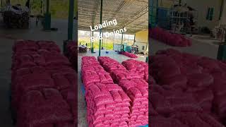 Loading Red Onions 🇹🇭🧅 #villagenaturelife #onion #shortsviral#trending #wholesale #farming