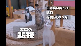 【三毛猫の男の子】鳴き声を辿って保護した子猫🐈️保護から１ヶ月、突然の悲報#cat #kitten