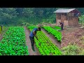 After 20 days, return to the farm to clean up, prepare the soil, and plant vegetables.