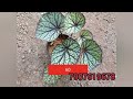 കുറഞ്ഞ വിലയിൽ ഒത്തിരി ചെടികൾ. plants online sale