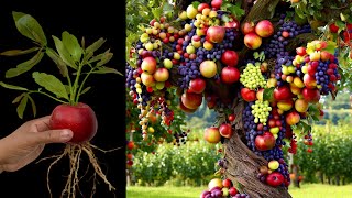 I Grafting Apple fruits with Grape fruit Growing fast/How to grow Apple with Grape fruits