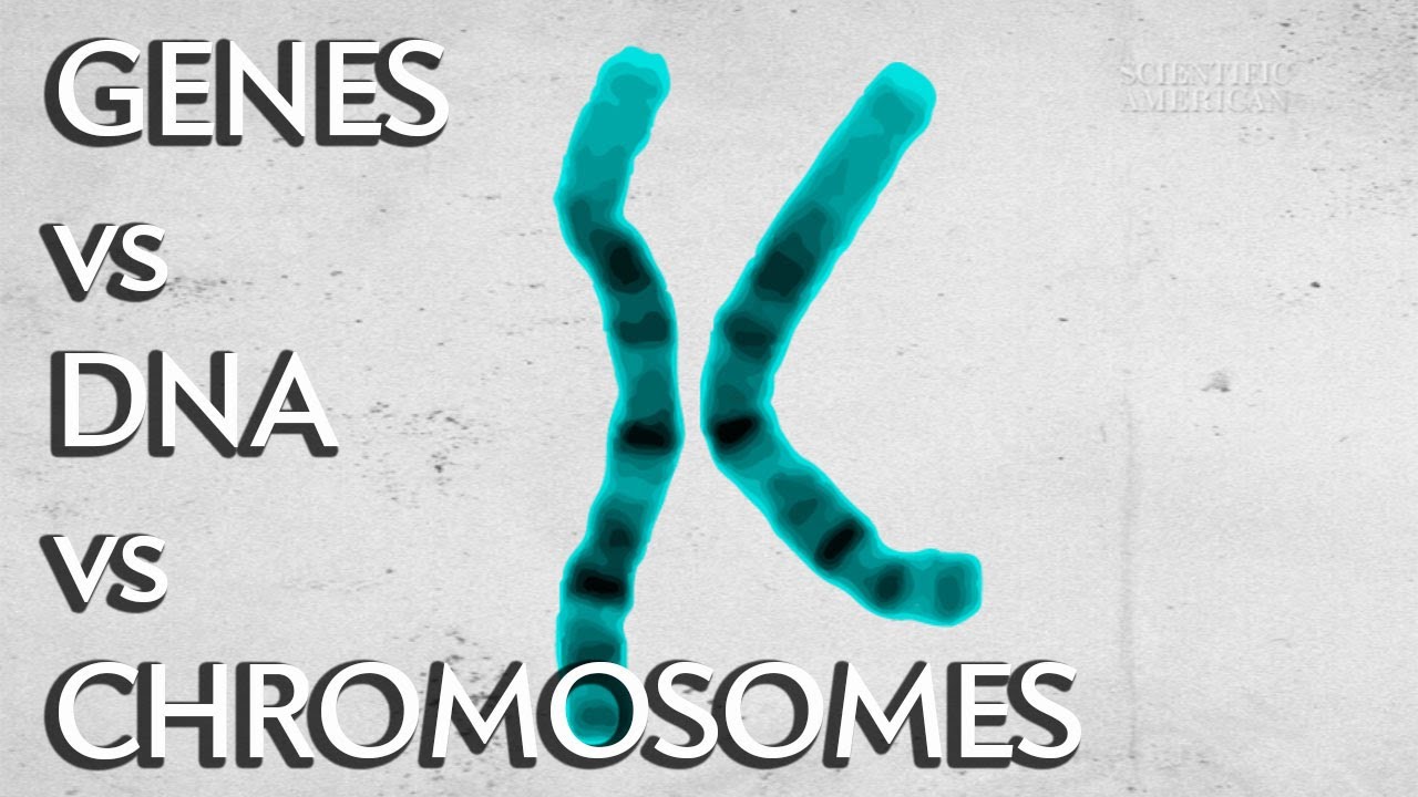 Difference Between Dna Chromosomes And Genes