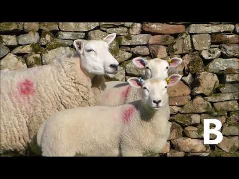 B - Lleyn Ewe With Lleyn Lambs - YouTube