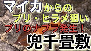 【釣り】兜千畳敷  マイカからのブリ・ヒラメ狙い　ブリのナブラ発生！北海道　日本海　イカ釣り