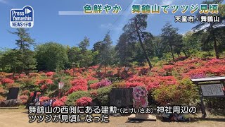 天童・舞鶴山ツツジ見頃　天童市・舞鶴山