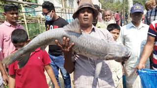 টিকেটে বড় বড় মাছ শিকার (পর্ব-২)|Big fish hunting on the ticket |