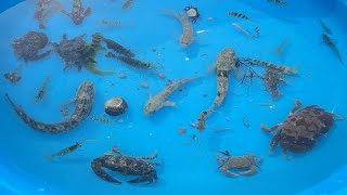 【海ガサガサ】生き物好きが本気でガサガサしたら大漁捕獲！不気味なウミウシとスベスベマンジュウガニも！