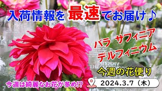 今週の花便り #74【2024.3.7】今週は綺麗なお花が多かった!? 気がします… byカメラマン【入荷情報を最速でお届け!!】