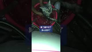 如果笼子里关的是自己该有多无助，自己养有猫，人也吃肉，但能和笼里的猫猫感同深受#弱肉强食 #我和流浪猫的故事_Part_002 | @StoryTimewithCats