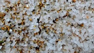 2016年1月24日 種子島の雪景色