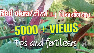 How to grow bunch of red okra( சிகப்பு வெண்டை)in our Terrace garden/tamil/ Anitha’s gardening tips.