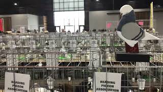 English Long Face Tumblers On display Reading Pigeon Association show