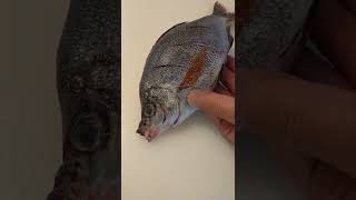 【釣って食べる】ウミタナゴ 地味な魚も主役になれる ホイル焼きで華やかに #Shorts