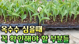 옥수수 심을때 알아두면 좋은 것들 [옥수수 심는시기, 심는방법, 파종간격]