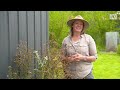 follow these tips to avoid beginner gardener mistakes gardening 101 gardening australia