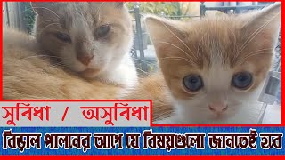 বিড়ালের কিছু মজার এবং অজানা তথ্য। Some unknown information about cats.