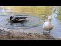 чорна Білогруда 🦆 Качка і Біла Пекінська 🦆 Качка разом купаються на ставку.