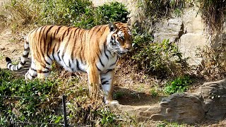 イチちゃん＆シズカさん　Amur Tiger(アムールトラ)　～ 多摩動物公園 ～