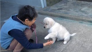 【子犬】おばあちゃん今日もごはんありがとう！　GoldenRetriever　ゴールデンレトリーバー