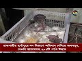 রাজশাহীর দুর্গাপুরে বন বিভাগে অভিযান চালিয়ে ২০১ টি পাখি উদ্ধার rajshahi bird deepto news