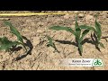 corn planting depth and rootless corn syndrome