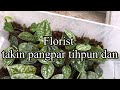 Pangpar chahluh chungchang Florists rilru takin aw || Propagation update video