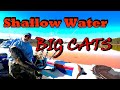 Shallow Water BIG CATS