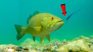 How To Catch Bass With Plastic Worms **Underwater Footage Of Bass Attacking Lures**