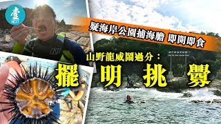 【自拍揭惡行】疑海岸公園捕海膽 即開即食 山野龍威鬧過分：擺明挑釁