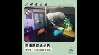 【尛眼看台灣】捍衛清境綿羊秀 馮世寬：羊也很喜歡被剃毛 - ANIMA 阿尼尛 尛新聞