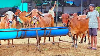 (9511592301) जोरदार #गीरगाय यादव डेयरी फार्म पर उपलब्ध है !! Yadav Dairy Farm Rajasthan👍