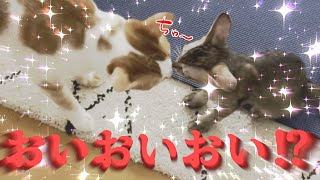 初譲渡会に行った次の日にこんな事になってしまいました 【保護猫MIOが嫁に行くまで_17】№744