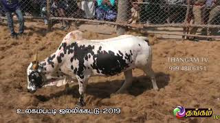 ulagampatty jallikattu 2019 - part - 2/2