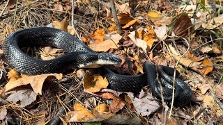 Herping South Carolina: Reptiles and Amphibians of Fall