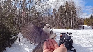 [ASMR] THE BOLD AND INQUISITIVE CANADA GRAY JAY | SNOWMOBILING IN MAINE