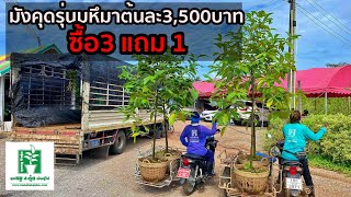 มังคุดรุ่นมหึมา ต้นละ3,500บาท ( ซื้อ 3ต้น แถม 1 ) | ลุงหมูป้าตุ้ยพันธุ์ไม้