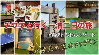 【チワワ大はしゃぎ】北陸最大室内ドッグランin湯快わんわんリゾート