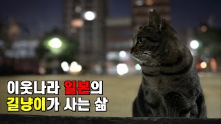 길고양이의 천국이라 불리우는 일본 과연 현실은..?