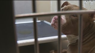 New efforts underway to tackle DeKalb County animal shelter overcrowding