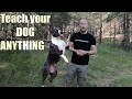 Amstaff: How to Train your Dog something NEW, Train to STAY , Train Recall, Train SIT