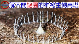 [TOP4] 數個鬼斧神工的生物建築師 | 背再多木頭都不會倒的神祕樵夫 | 懸浮半空中的詭異生物