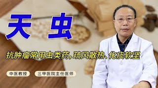 抗肿瘤常用虫类药，中医分享中药“天虫”，疏风散热、化痰软坚