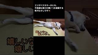 柴犬むさし🐕エリザベスカラーが取れて喜びを隠しきれない件#shorts#ショート#柴犬