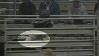 Inhumane Bull Shocking in Pennsylvania Rodeo