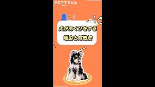 犬があくびをする理由と対処法#pettena #pets #犬#かわいい #豆知識