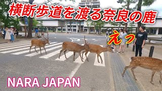 横断歩道を渡る奈良の鹿 外国人観光客も驚く「奈良公園」 | nara deer park, japan |