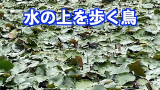 [公園の池で可愛い鳥を見つけました] もちろんリキではありませんw