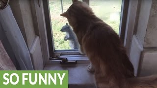 Cat tormented by incredibly fearless squirrel